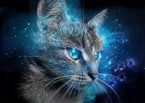 Blue Eyed Cats Wallpapers - Wallpaper Cave