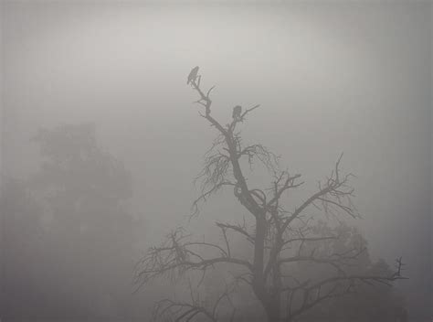 4K free download | Crows, Tree, Fog Ultra, Holidays, Halloween, dark ...