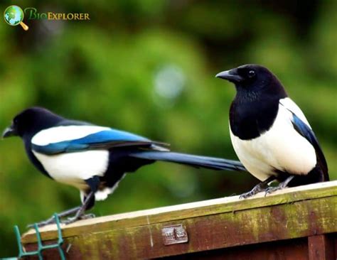 Black-billed Magpie | Pica Hudsonia | Black and White Bird | Fun Facts