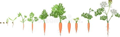 Carrot growth stage stock vector. Illustration of natural - 119128504