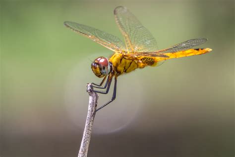 Focus photography of yellow dragonfly HD wallpaper | Wallpaper Flare