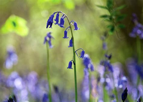 How to Plant, Grow & Care for Bluebells | Sarah Raven