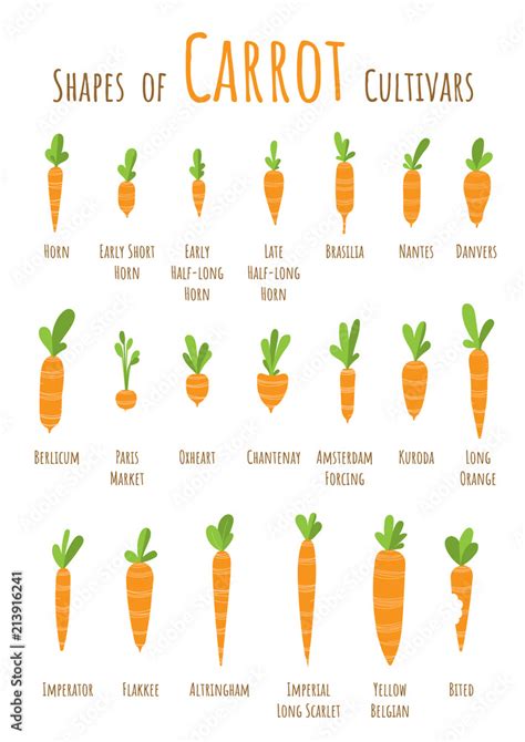 Typical shapes of carrot cultivars, size comparison, Vector ...