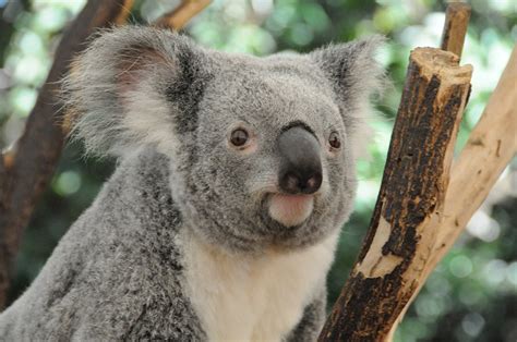 Cars and chlamydia killing Queensland koalas - UQ News - The University ...