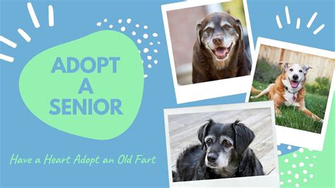 November is Adopt a Senior Pet Month — Boston Terriers of Boston