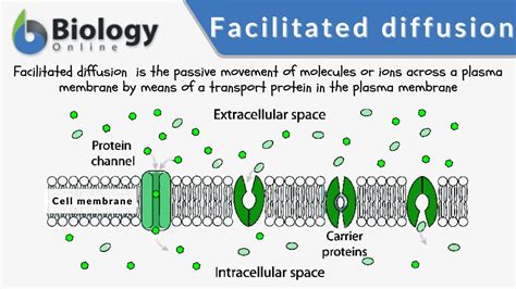 Facilitated diffusion - Definition and Examples - Biology Online Dictionary