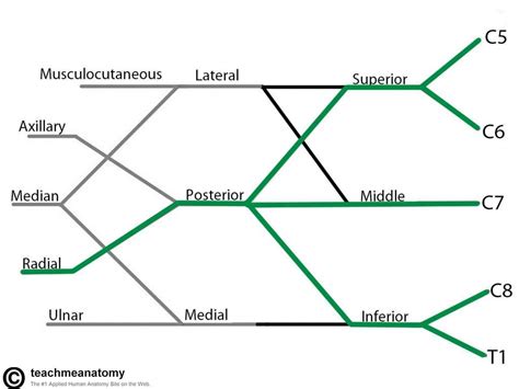 The Brachial Plexus - Sections - Branches - TeachMeAnatomy