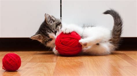 Funny Cats Playing with Yarn - YouTube