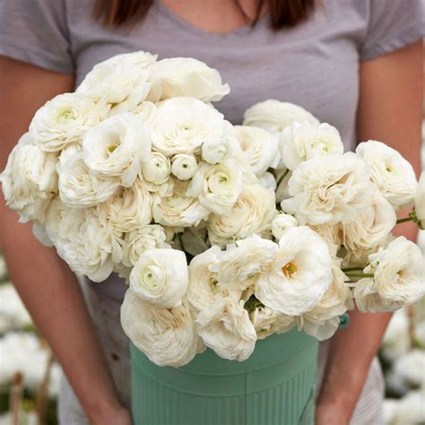 Ranunculus Bulbs | Shop 51 Varieties | Eden Brothers