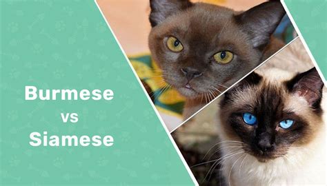 Burmese vs. Siamese Cat: What’s the Difference? (With Pictures ...