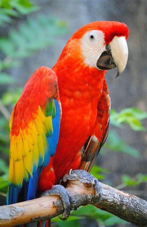 Blue and Gold Macaws for Sale