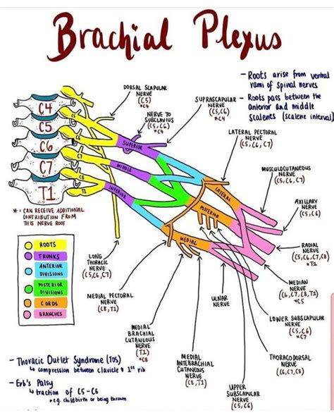 The Brachial Plexus - MEDizzy