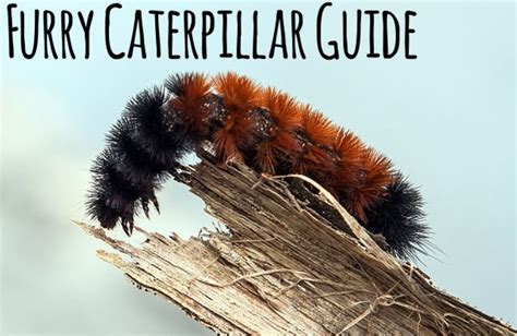 Furry Caterpillars: An Identification Guide | Owlcation