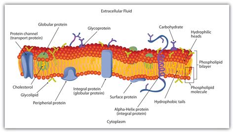 Topic 1.3: Membrane Structure - Mun-IB