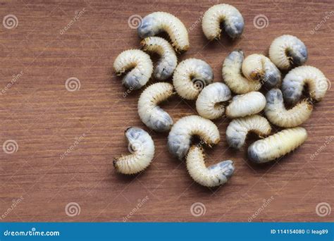 Cockchafer Larva Also Called May Bug Stock Photo - Image of group, view ...