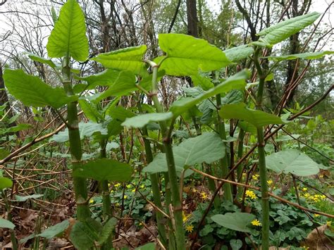 Japanese Knotweed: Edible, Medicinal, Invasive! – Philadelphia Orchard ...