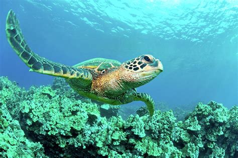 Sea Turtle In Coral, Hawaii Photograph by M Sweet - Fine Art America