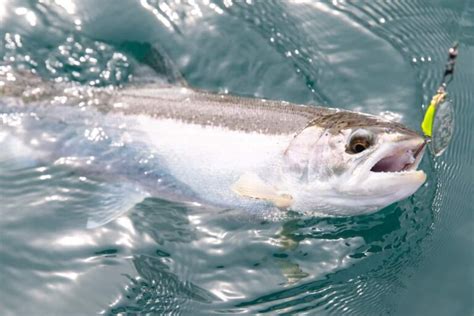 Rainbow Trout Farming in India: Requirements and Business Plan