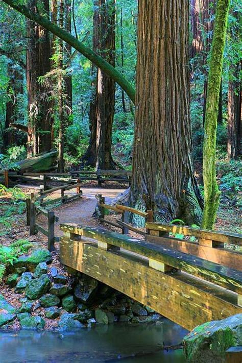 The Main Trail The Main Trail is the centerpiece of Muir Woods and is ...