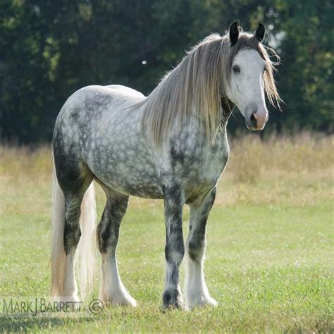 Dapple Gray Drum Horse Draft stallion | Percheron horses, Horse breeds ...