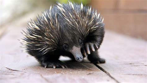 Baby Echidna Makes a Recovery at Australian Zoo - ABC News