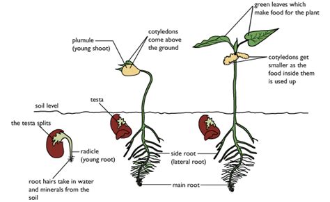 Seed germination | Te Kura Horticulture