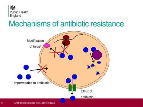 PPT - Antibiotic resistance in Neisseria gonorrhoeae PowerPoint ...