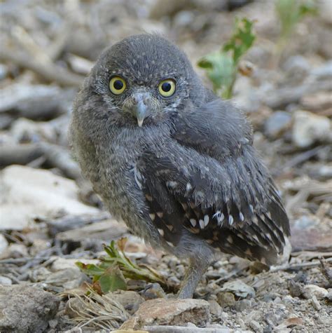 CHRISTMAS MOUNTAINS OASIS: Baby Elf Owl