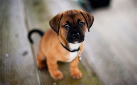 Pictures Of Dogs with Sad Look #4236905, 1920x1200 | All For Desktop