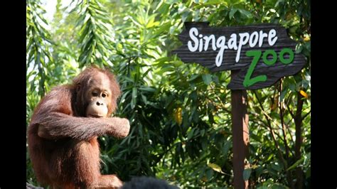 Singapore Zoo Animals - Cogo Photography