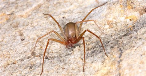 Discover The Top Five Largest, Most Dangerous Spiders In Oklahoma This ...