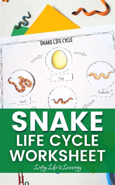 Snake Life Cycle