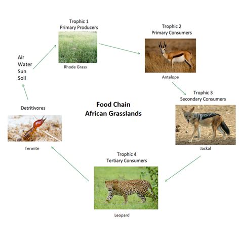 Zoologist - African Grasslands