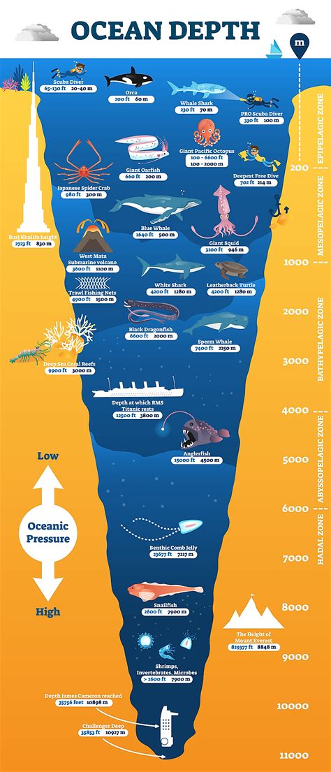 The Ocean Zones | Ocean zones, Oceanography, Ocean depth