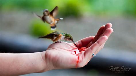 Hand feeding Hummingbirds - YouTube