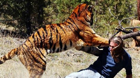 Tiger Attack Human | Most Dangerous Tiger Attack Caught On Camera Part ...