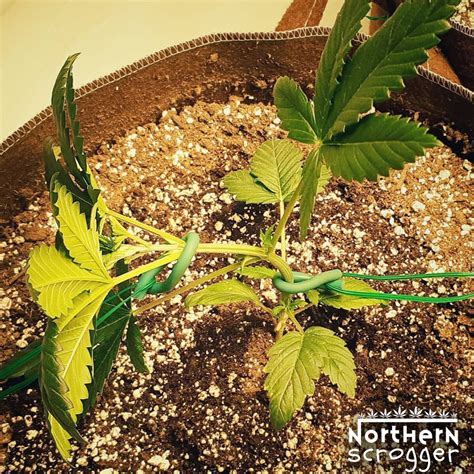 Scrog Tip #1 - Early Training — NorthernScrogger