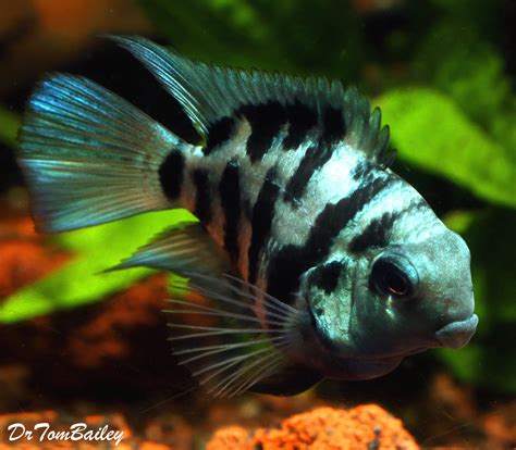 Premium Rare New, Polar Blue Convict Parrot Cichlid