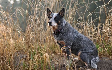 Australian Cattle Dog - Puppies, Rescue, Pictures, Information ...