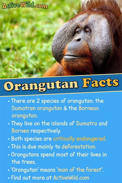 Orangutan Facts, Pictures, Video & Information. Discover A Critically ...