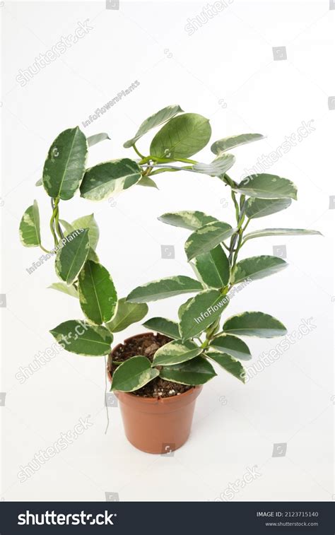 Stephanotis Floribunda Alpine Variegated Indoor Plant Stock Photo ...