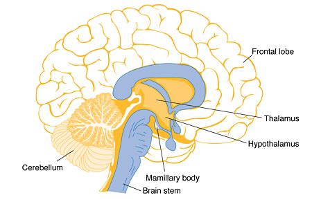 Parts Of The Brain And Their Functions With Thalamus