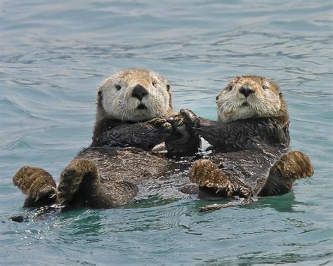 10 of The Happiest Fact Ever: Sea Otters Hold Hands When they sleep ...