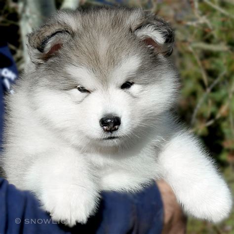 17 HQ Photos Giant Alaskan Malamute Puppies Price / Harvest Moon ...