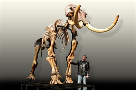 Russian woolly mammoth skeleton (Mammuthus primigenius) photos ...