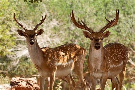 VIDEO: Persian fallow deer habitat in Fars province - Mehr News Agency