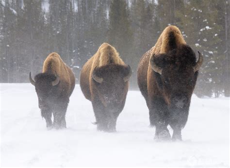 The wildlife of Yellowstone National Park in winter - Kevin Lisota ...