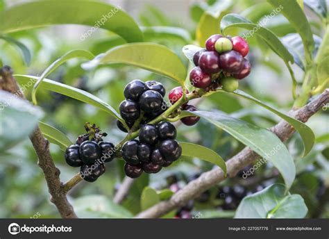 Cherry Laurel Berries