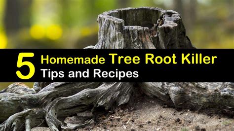 5 Simple Homemade Tree Root Killer Recipes