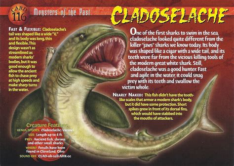 Cladoselache | Wierd N'wild Creatures Wiki | FANDOM powered by Wikia